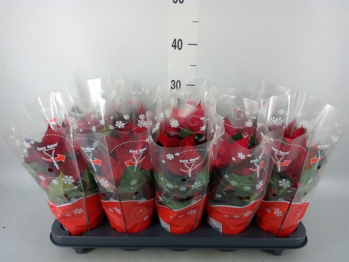 <h4>Euphorbia pulc. 'Christ Universe'</h4>