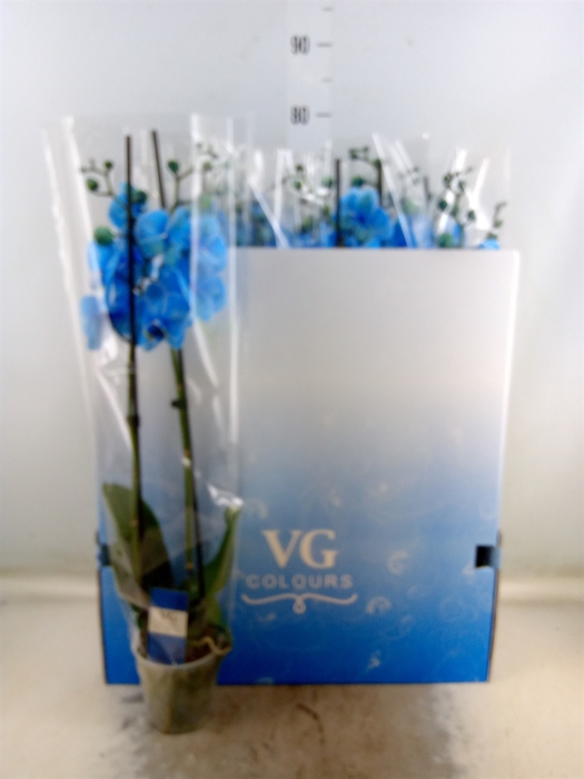 <h4>Phalaenopsis   ...</h4>