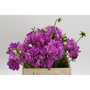 Dahlia Purple O