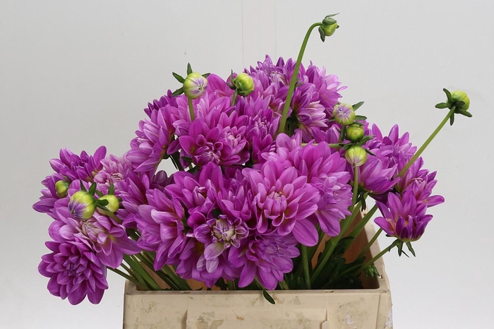 <h4>Dahlia Purple O</h4>