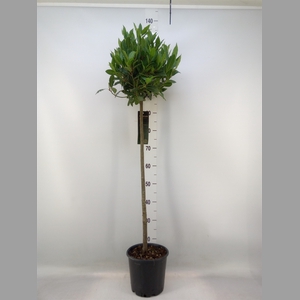 Laurus nobilis