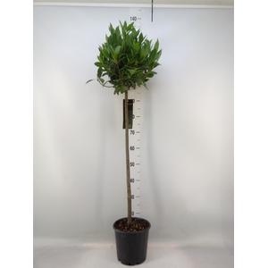 Laurus nobilis
