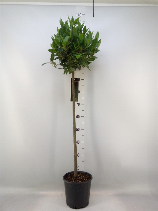 <h4>Laurus nobilis</h4>