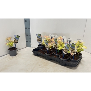 ACER PA ORANGE DREAM