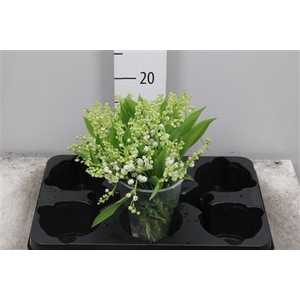 Convallaria P St