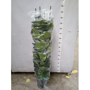 Ficus lyrata 'Bambino'