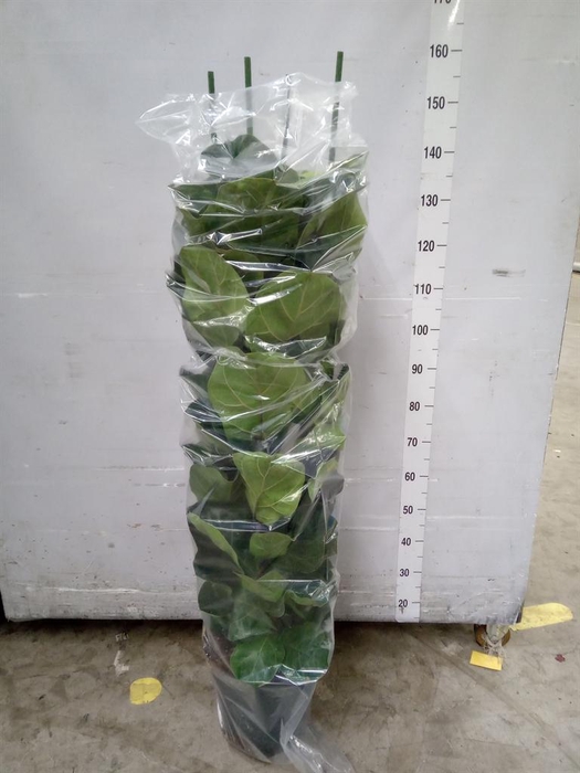 <h4>Ficus lyrata 'Bambino'</h4>