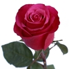 ROSA CHERRY AVALANCHE 060 CM PINK ESTUFA