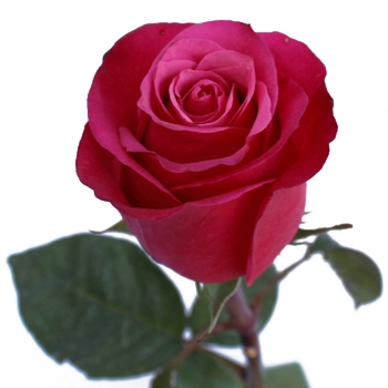 ROSA CHERRY AVALANCHE 060 CM PINK ESTUFA