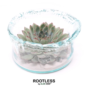 ROOTLESS Echeveria pulidonis, Green glass