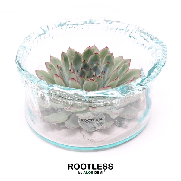 <h4>ROOTLESS Echeveria pulidonis, Green glass</h4>