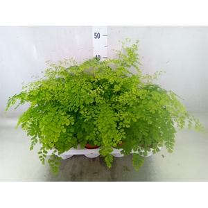 Adiantum raddi. 'Fragrans'
