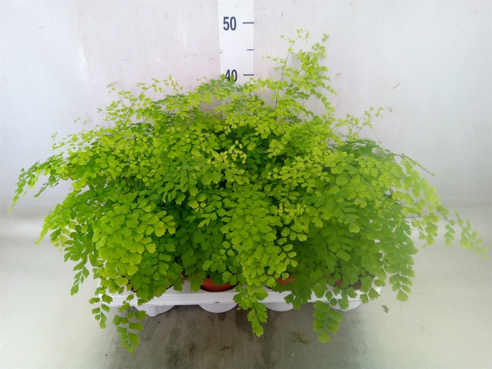 <h4>Adiantum raddi. 'Fragrans'</h4>