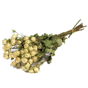 DROOG ROSES SPRAY WHITE P.DS