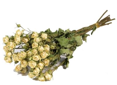 <h4>DROOG ROSES SPRAY WHITE BS</h4>