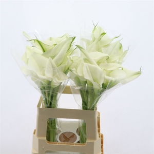 Calla White Art | Dubbelbloemig