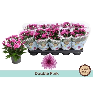 Chrysant Double Pink