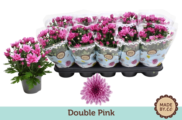 <h4>Chrysant Double Pink</h4>