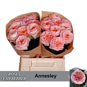 R GR ANNESLEY!