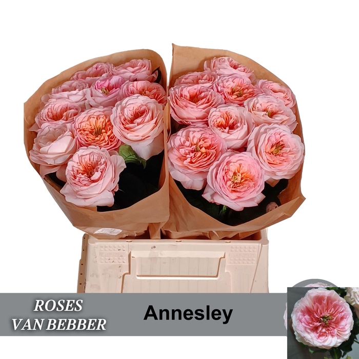 <h4>R GR ANNESLEY!</h4>