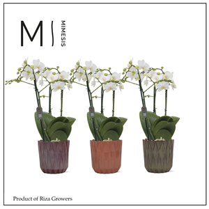 Phalaenopsis Multi White 3 spike – 12cm in Maria | Mimesis