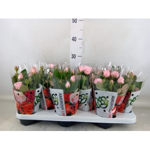 Rosa  'Amorosa Infinity Soft Pink'