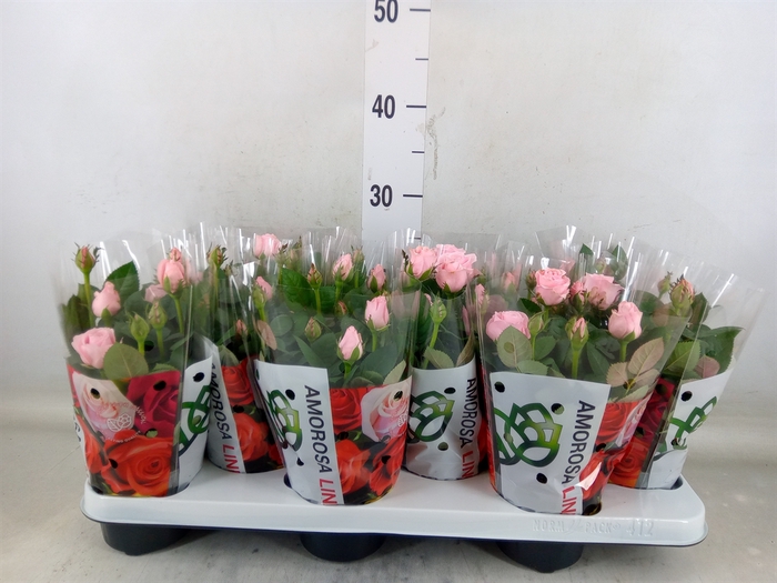 <h4>Rosa  'Amorosa Infinity Soft Pink'</h4>
