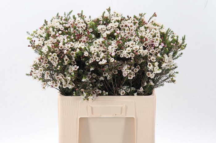 <h4>Cham un white Lion</h4>