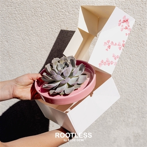 ROOTLESS Echeveria, Octopus bowl, hearts box