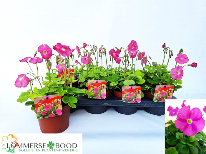 <h4>OXALIS BOW AMARANTHA</h4>