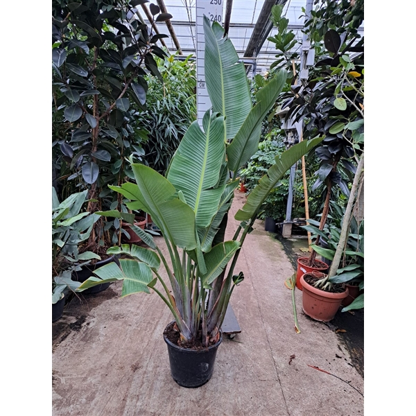 <h4>Strelitzia Nicolai toef 230</h4>