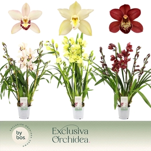 Cymbidium, Mix 5-spike 'Exclusiva Orchidea'
