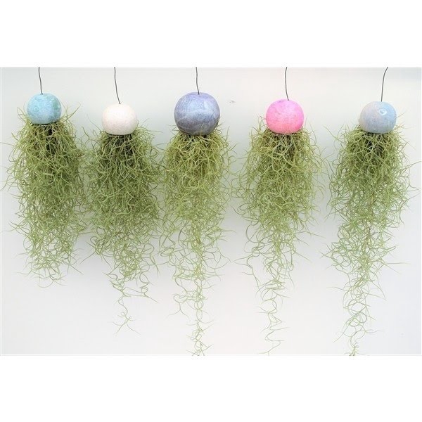 <h4>Tillandsia Bellcup color mix</h4>