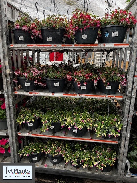 HANGING BASKETS