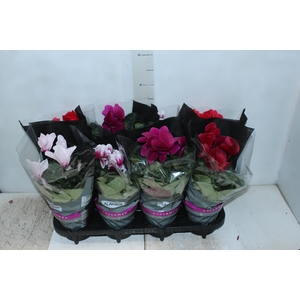CYCLAMEN P14