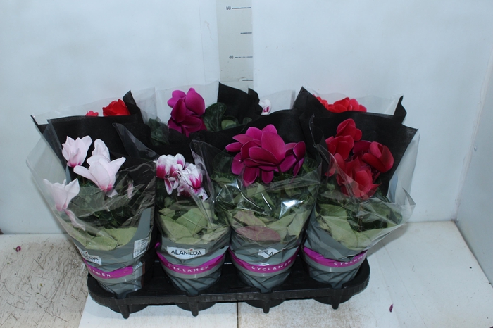 <h4>CYCLAMEN P14</h4>