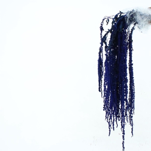 Pres Amaranthus Bleached Blue