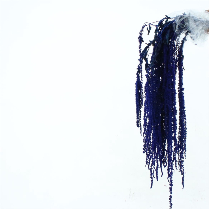 <h4>Pres Amaranthus Bleached Blue</h4>