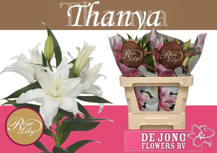 <h4>LI OR DU RL TANYA</h4>