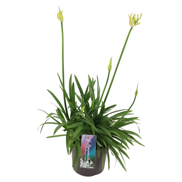 <h4>Agapanthus 'Pitchoune White' p17 (PT)</h4>