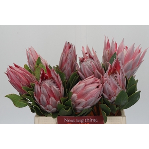 Protea Cynaroides