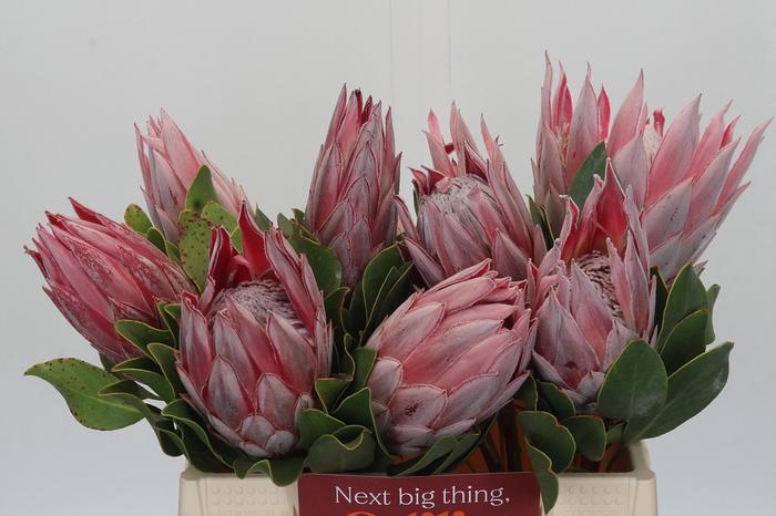 <h4>Protea Cynaroides</h4>