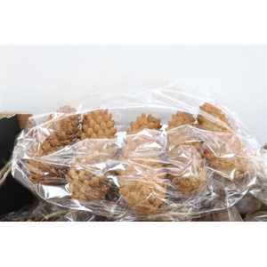 Deco Pinecone Spruce Cinnamon 5pcs L19w12h14