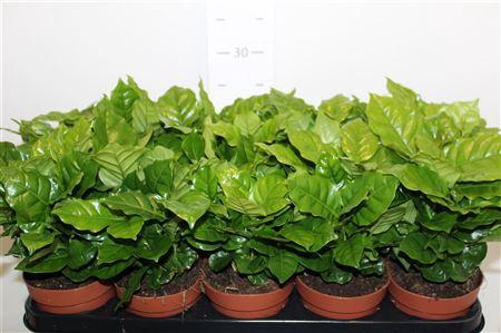 <h4>Coffea Arabica</h4>