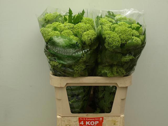 <h4>VIBURNUM ROSEUM ST</h4>