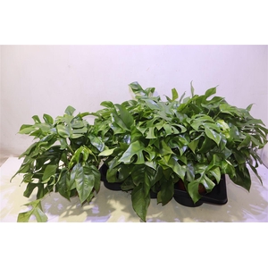 arr8 Monstera Ov