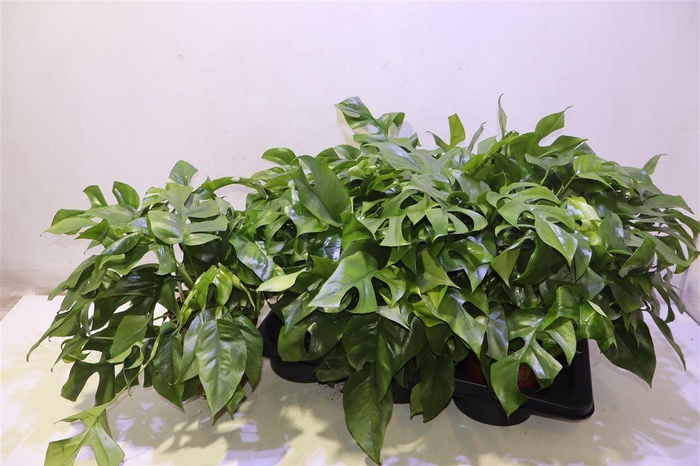 <h4>arr8 Monstera Ov</h4>