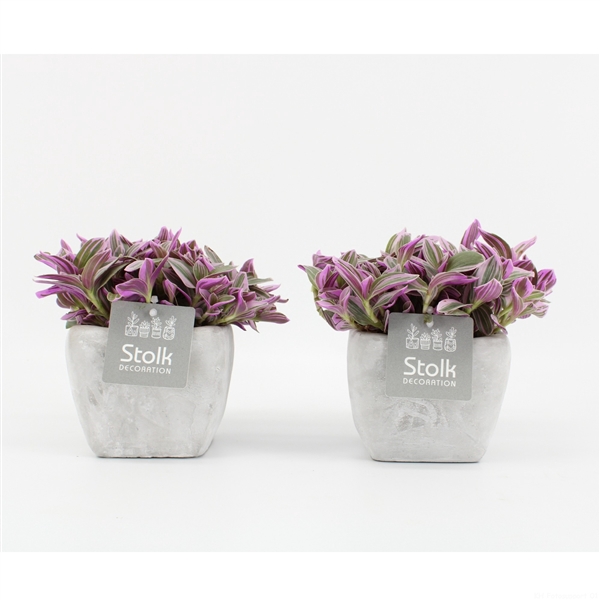 <h4>Tradescantia Sweetness 10,5 in vierkant Stone Look pot</h4>