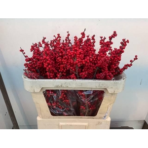 Ilex verticillata L 7