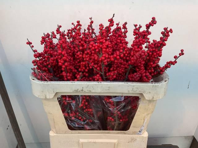 <h4>Ilex verticillata L 7</h4>